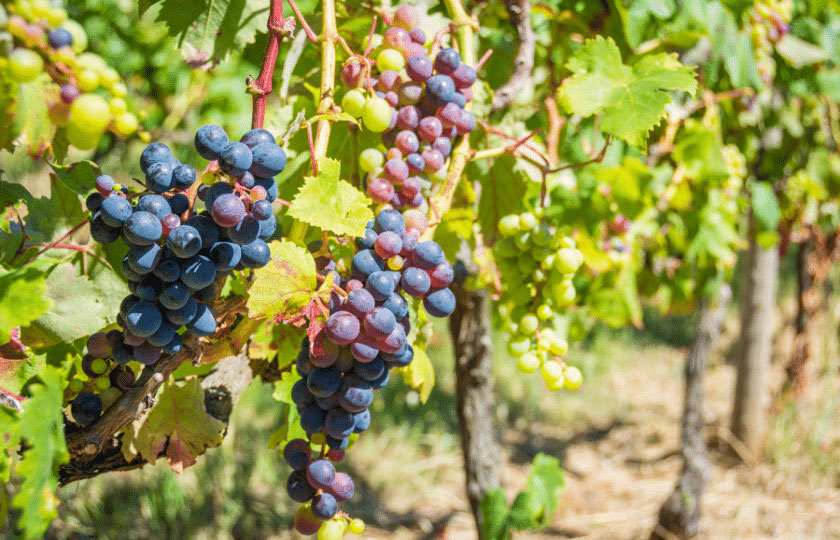 Madeira-Wine-Regions